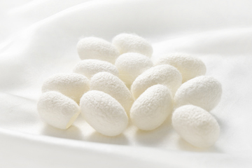 Silk Protein 絲膠蛋白